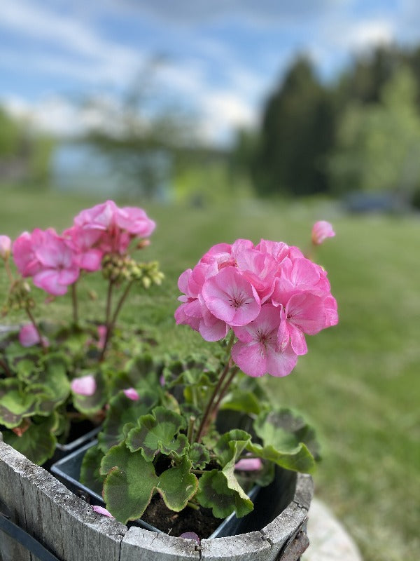 Close-up of pink geranium flowers blooming in a wooden planter outdoors, with a blurred green garden and blue sky in the background.