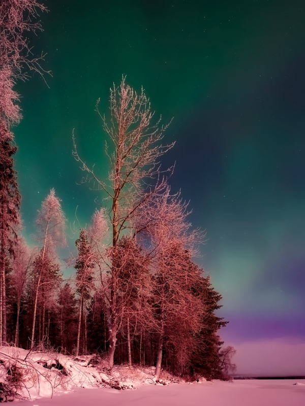 Bare winter trees with frosty branches stand under a vivid green and purple aurora in a snowy landscape at night, creating a serene and magical winter scene.